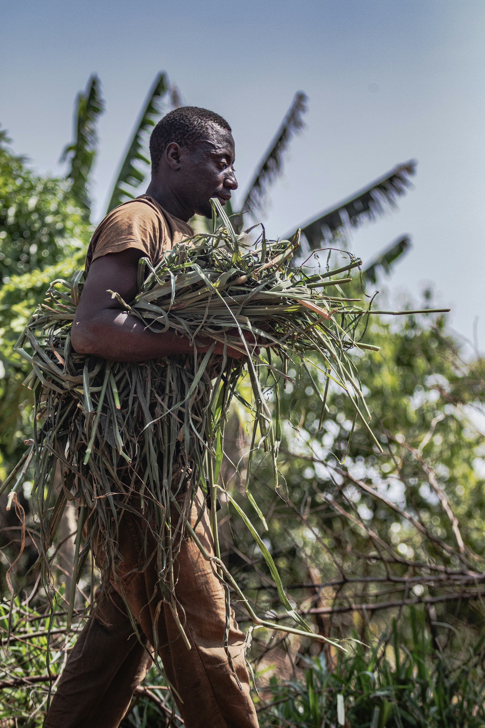 Agriculture & value chain
