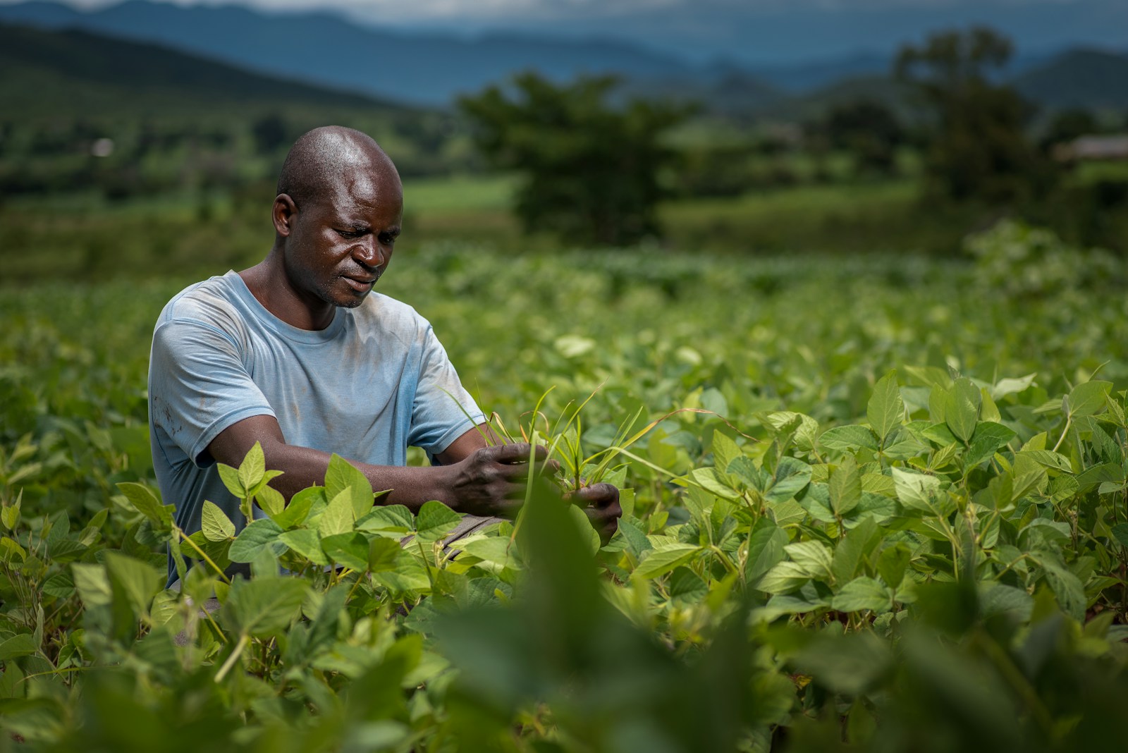 Agriculture & value chain