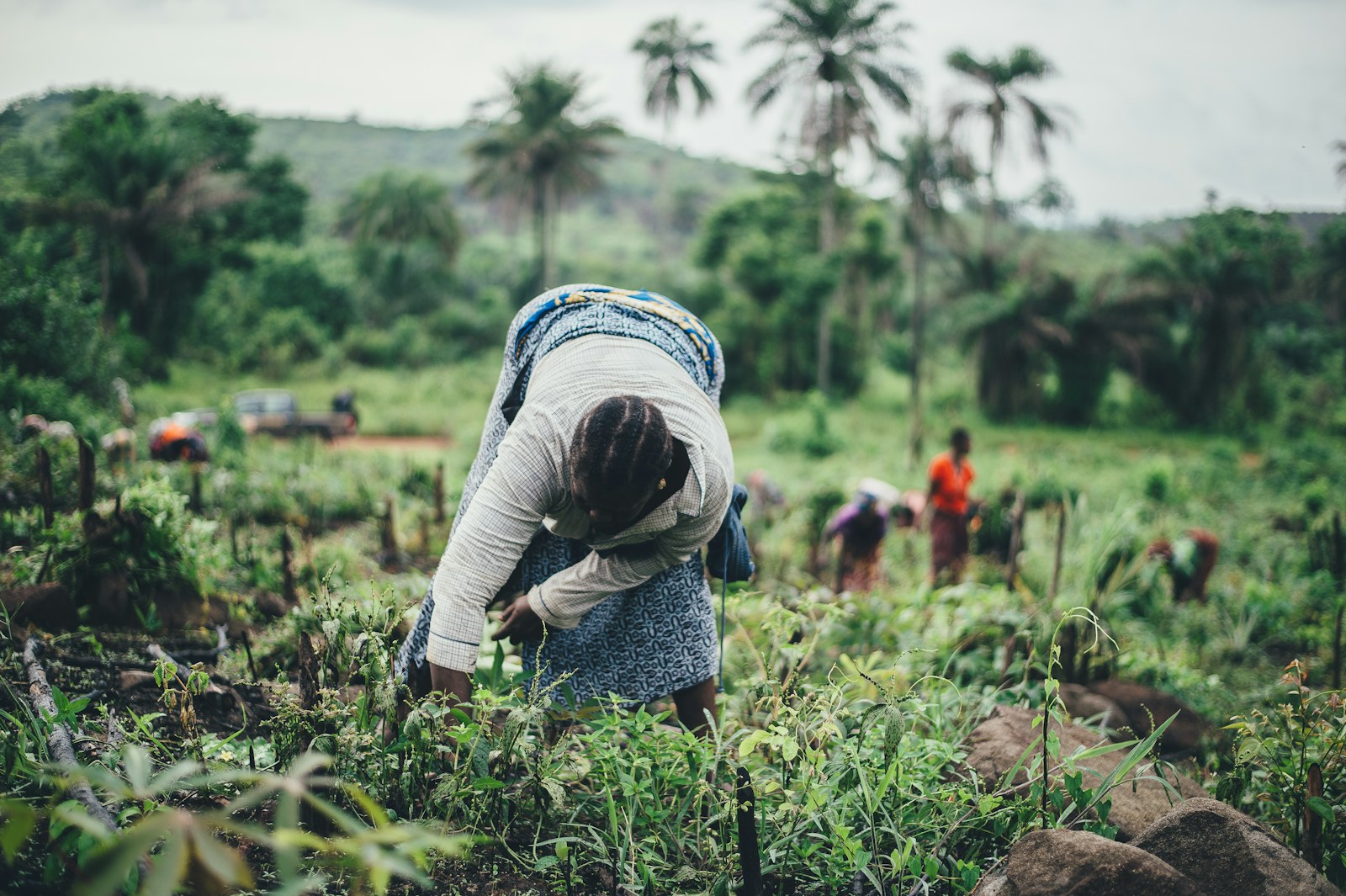 Agriculture & value chain